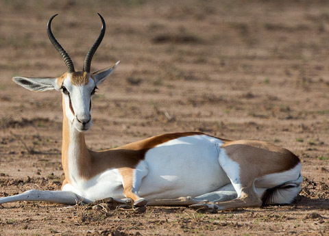 Springbok female